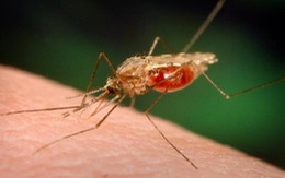 ​Muỗi anopheles - sinh vật nguy hiểm nhất trên thế giới