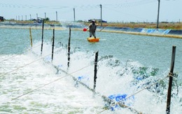 ​Hỗ trợ Phú Yên phòng, chống dịch bệnh thủy sản