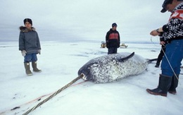 ​5 quốc gia Bắc Cực cùng bảo vệ nguồn cá tại Bắc Băng Dương