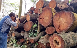 Hà Nội thu gần 1,1 tỉ đồng đấu giá gỗ vụ "chặt cây xanh"