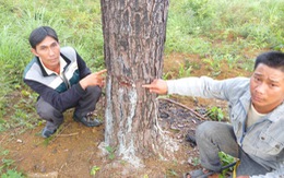 Bắt bảo vệ rừng đầu độc 2,6 hecta rừng