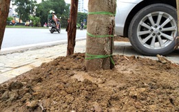 Hà Nội bắt đầu thay cây xanh trên đường Nguyễn Chí Thanh