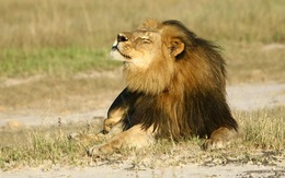 ​Zimbabwe đòi Mỹ dẫn độ kẻ giết sư tử Cecil