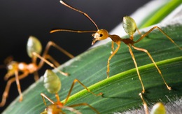Việt Nam có 379 loài kiến bản địa