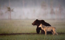 Lạ lùng gấu nâu và sói xám quấn quýt bên nhau