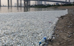 Thiên Tân: chất độc vượt ngưỡng, cá chết trắng sông