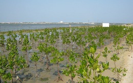​Bình Thuận trồng rừng ven biển để chống biến đổi khí hậu