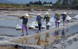 ​Khánh Hòa tồn đọng 40.000 tấn muối do giá muối giảm mạnh