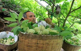 ​Hải Dương đăng ký bảo hộ nhãn hiệu tập thể “Na Chí Linh”