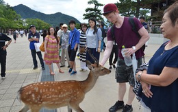 ​Những “công dân” hươu trên đảo Miyajima