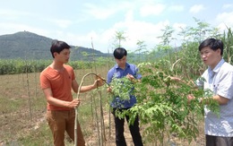 ​Nghe thương lái gạ trồng chùm ngây, nông dân khóc ròng