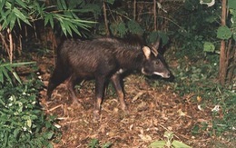 ​Động vật rừng tại Đắk Nông có dấu hiệu suy giảm