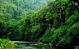 ​Thừa Thiên-Huế thực hiện dự án "Rừng mưa nhiệt đới"