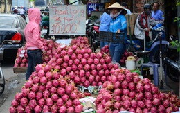 Thanh long giá bèo 3.000 đồng/kg vẫn vắng người mua