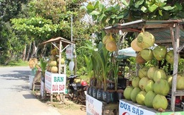 ​Nhiều nông dân Trà Vinh khấm khá nhờ trồng dừa sáp