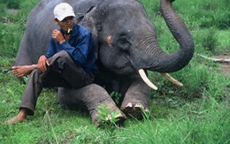 ​Chiêm ngưỡng voi Tây nguyên qua ống kính người Nhật