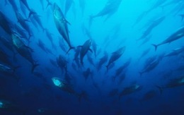 "Dân số" sinh vật biển giảm một nửa