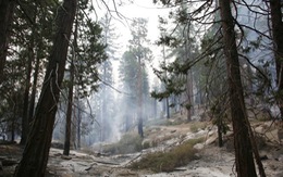 Cháy rừng đe dọa "báu vật quốc gia" của Mỹ