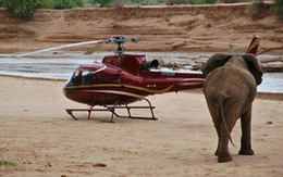 ​Google giúp bảo vệ voi ở Kenya