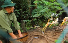 “Sư phụ” của chim trời