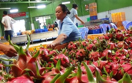 Xuất khẩu trái cây VN sẽ tăng vọt khi giảm cước, phí