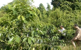 ​Trồng xen cây mắcca trong vườn cà phê mang lại hiệu quả cao