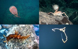 10 sinh vật biển kỳ lạ tại khu bảo tồn biển Chile