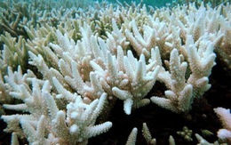 ​Cảnh báo hiện tượng san hô đổi màu trắng và chết hàng loạt
