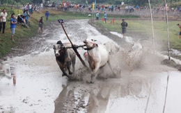 Bò tranh tài sôi động tại lễ hội An Giang