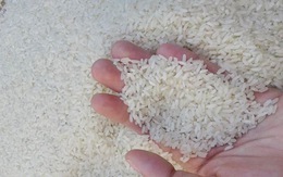 Dẻo thơm gạo tám Hải Hậu