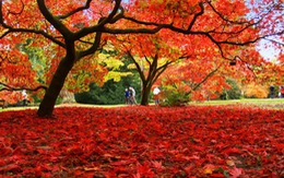 Westonbirt Arboretum - thiên đường mùa thu nước Anh