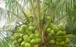 Không đồng ý trồng dừa trên đường phố TP.HCM