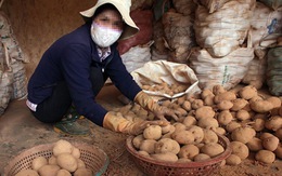 Lý do cấm khoai tây Trung Quốc vào chợ nông sản Đà Lạt