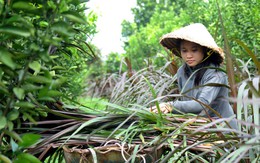 Thoa “hạt tiêu” và giấc mơ làm bác sĩ cứu người