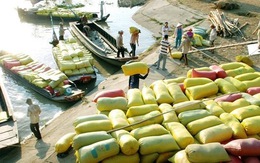 Bỏ nhiều điều kiện để được xuất khẩu gạo