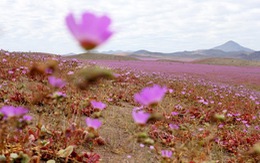 ​Ngất ngây mùa hoa nở hiếm hoi ở sa mạc Atacama