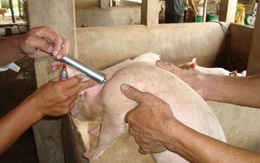​Kháng kháng sinh - nguy cơ hiện hữu đối với ngành chăn nuôi
