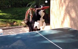 Ngạc nhiên với clip chú chó chơi bóng bàn