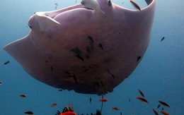 Lần đầu tiên phát hiện cá đuối màu hồng ở Úc