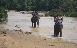 ​Chủ động ngăn chặn xung đột giữa voi rừng và voi nhà