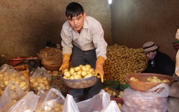Đà Lạt lại cho khoai tây Trung Quốc vào chợ