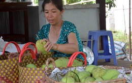 ​Triển khai cấp mã số cho vùng trồng xoài Cao Lãnh