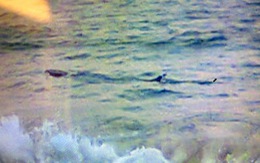 Cá 4m lởn vởn bãi biển Tuy Hòa, đừng dại ra tắm