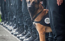 Chú chó "truy bắt" khủng bố Paris được xem như anh hùng