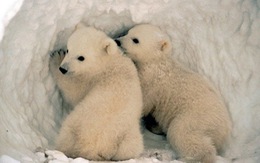 ​Gần 10.000 con gấu Bắc Cực sẽ biến mất vào giữa thế kỷ 21