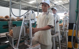 Hơn 20 triệu USD đầu tư chế biến dừa  xuất khẩu