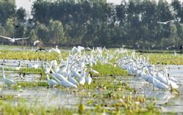 ​Láng Sen là khu Ramsar thứ 7 của Việt Nam