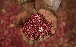 ​Các nước Trung Mỹ thử nghiệm giống đậu lai chịu được hạn hán