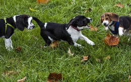 Những chú cún đầu tiên chào đời từ thụ tinh ống nghiệm