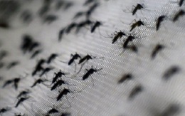 ​Mexico chính thức lưu hành vắcxin Dengvaxia phòng sốt xuất huyết